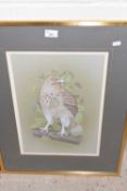 Portrait of a bird of prey on a branch by C A Hardy, glazed and framed