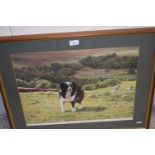 Coloured print of a border collie, framed and glazed. Limited edition signed print