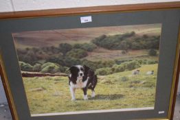Coloured print of a border collie, framed and glazed. Limited edition signed print