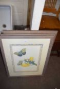 Three framed botanical and butterfly prints