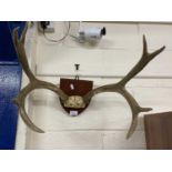 Contemporary stags antlers on wooden sheild back