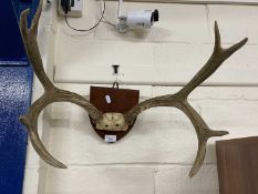 Contemporary stags antlers on wooden sheild back