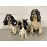 Three various model Spaniels