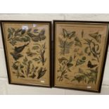 Two French prints of moths and butterflies, framed and glazed