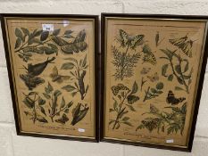 Two French prints of moths and butterflies, framed and glazed
