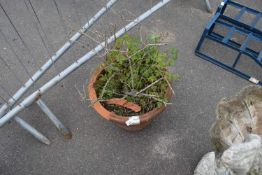 Large terracotta plant pot (a/f)