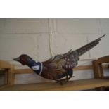 TIN PLATE POLYCHROME PHEASANT