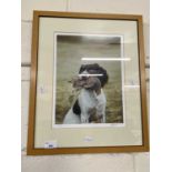 Coloured print of a Spaniel with Partridge, framed and glazed