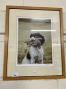 Coloured print of a Spaniel with Partridge, framed and glazed