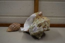 Large shell together with another shell