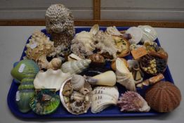 Mixed Lot: Various assorted sea shells