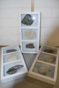 Three display cases containing various fossils