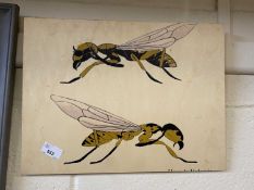 Study of flying insects