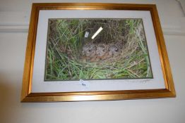 Framed photographic print of three leverets