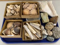 Mixed Lot: Various assorted sea shells, mineral samples etc
