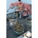 Potted Japanese Acer