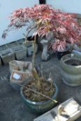 Potted Japanese Acer