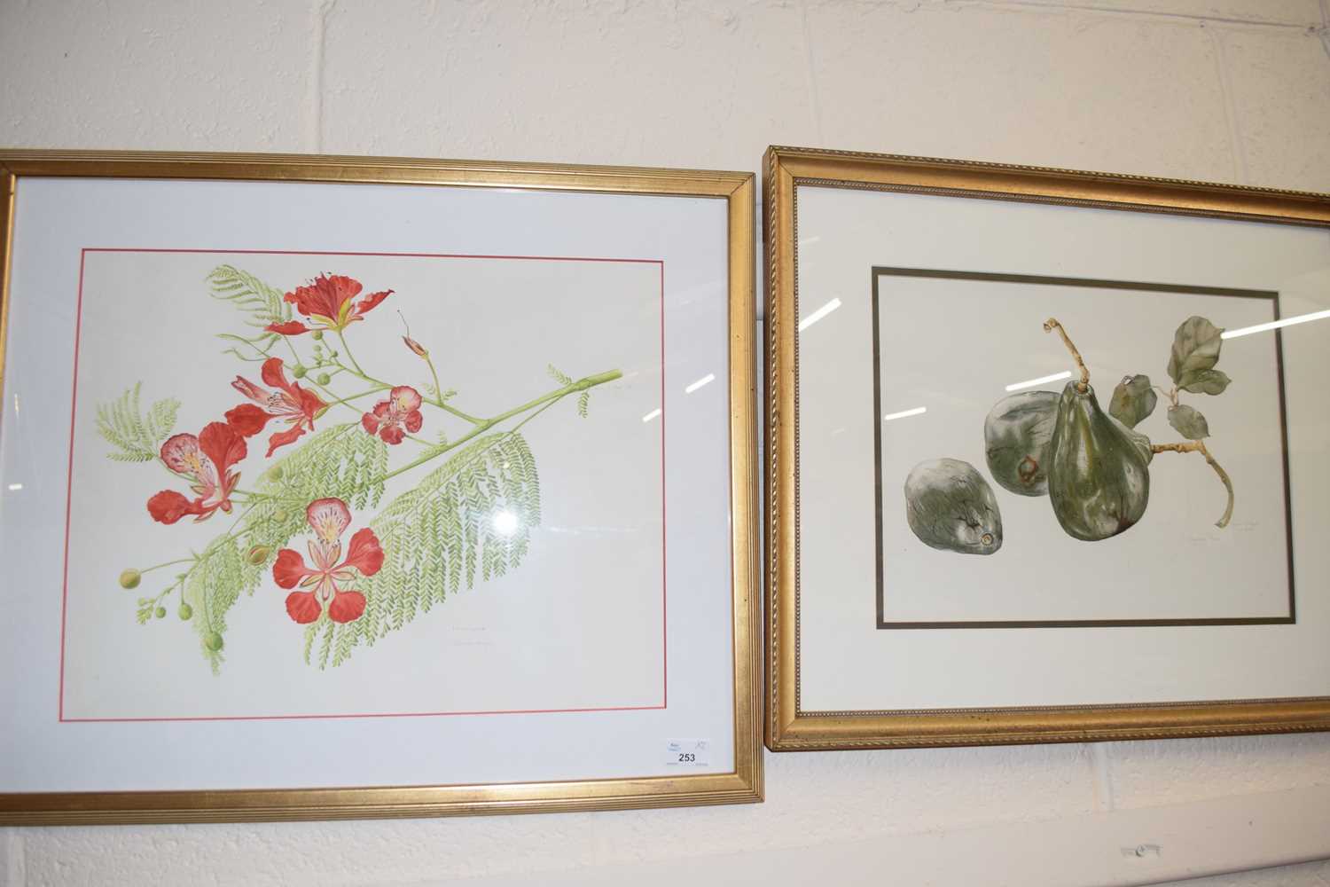 Watercolour of Poinciana and Delonix Regia together with a further watercolour of a Caymen Pearl