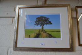 Solitary Norfolk Oak limited edition photograph