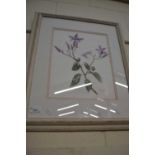 Watercolour of an orchid by Penny Chittas, framed and glazed