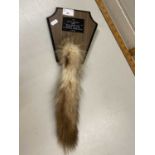 Fox Hunting Interest - A mounted fox tail from the Belle Meade Hunt