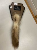 Fox Hunting Interest - A mounted fox tail from the Belle Meade Hunt