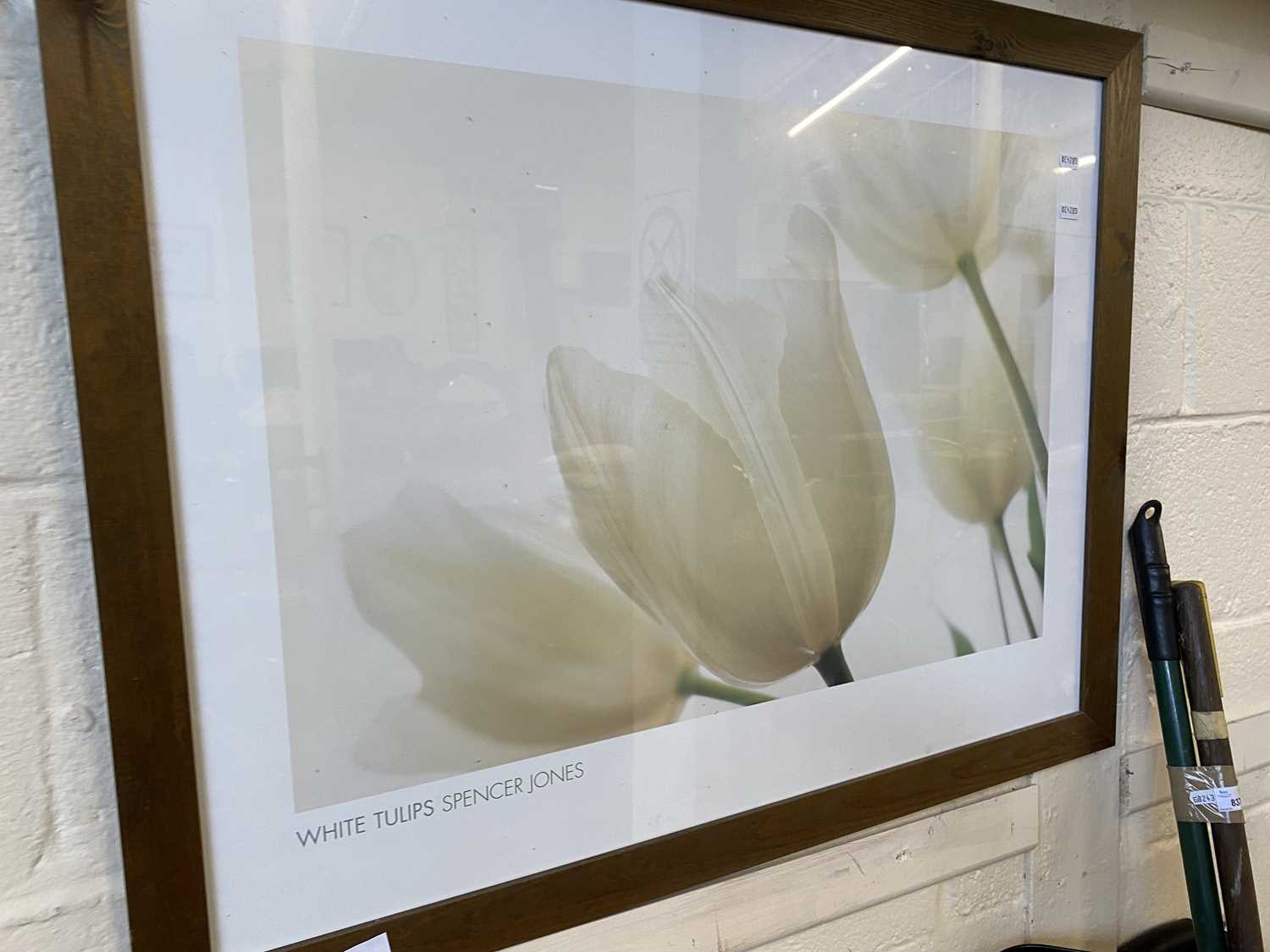 Photograph of white tulips by Spencer Jones, framed and glazed