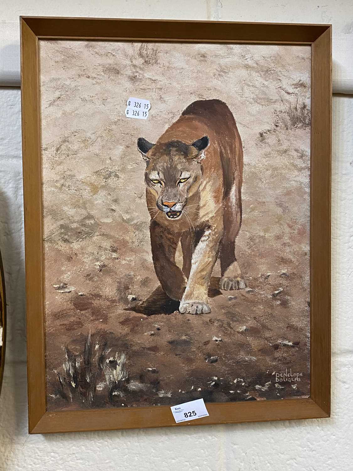 Study of a lioness by Penelope Douglas, oil on board, framed