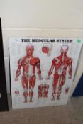 Modern anotomical print The Muscular System