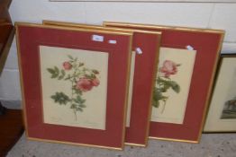 Three botanical prints, studies of roses, framed and glazed
