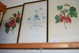Three framed botanical prints