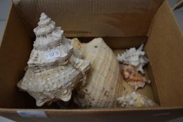 Box of assorted sea shells