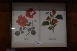 Coloured botanical print