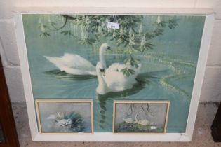 Three coloured prints of swans after Vernon Ward