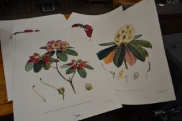 Quantity of floral study reproduction prints