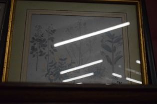 Botanical study, watercolour, framed and glazed