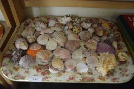 Quantity of shells