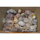 Box of various sea shells