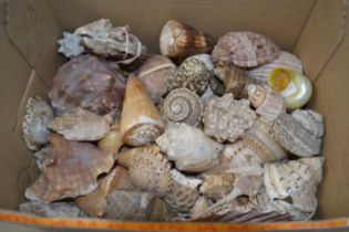 Box of various sea shells