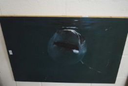 Board depiction of a shark