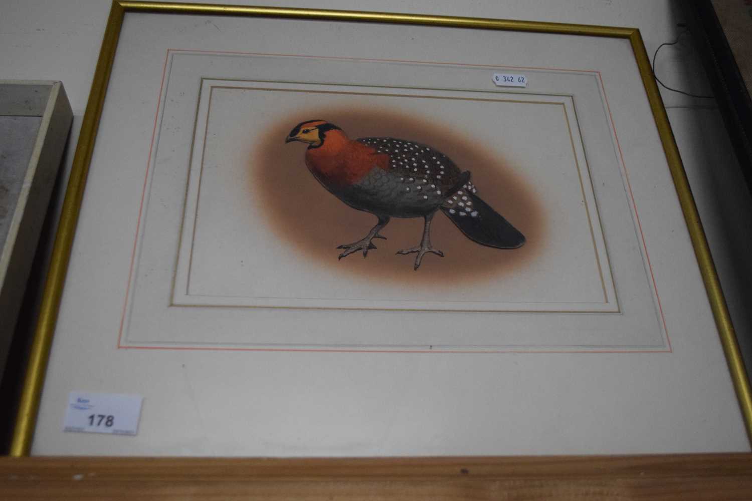 J C Harrison, study of Blyths Tragopan, framed and glazed