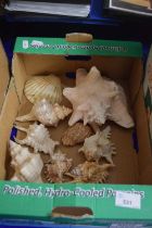 Box containing a quantity of various sea shells