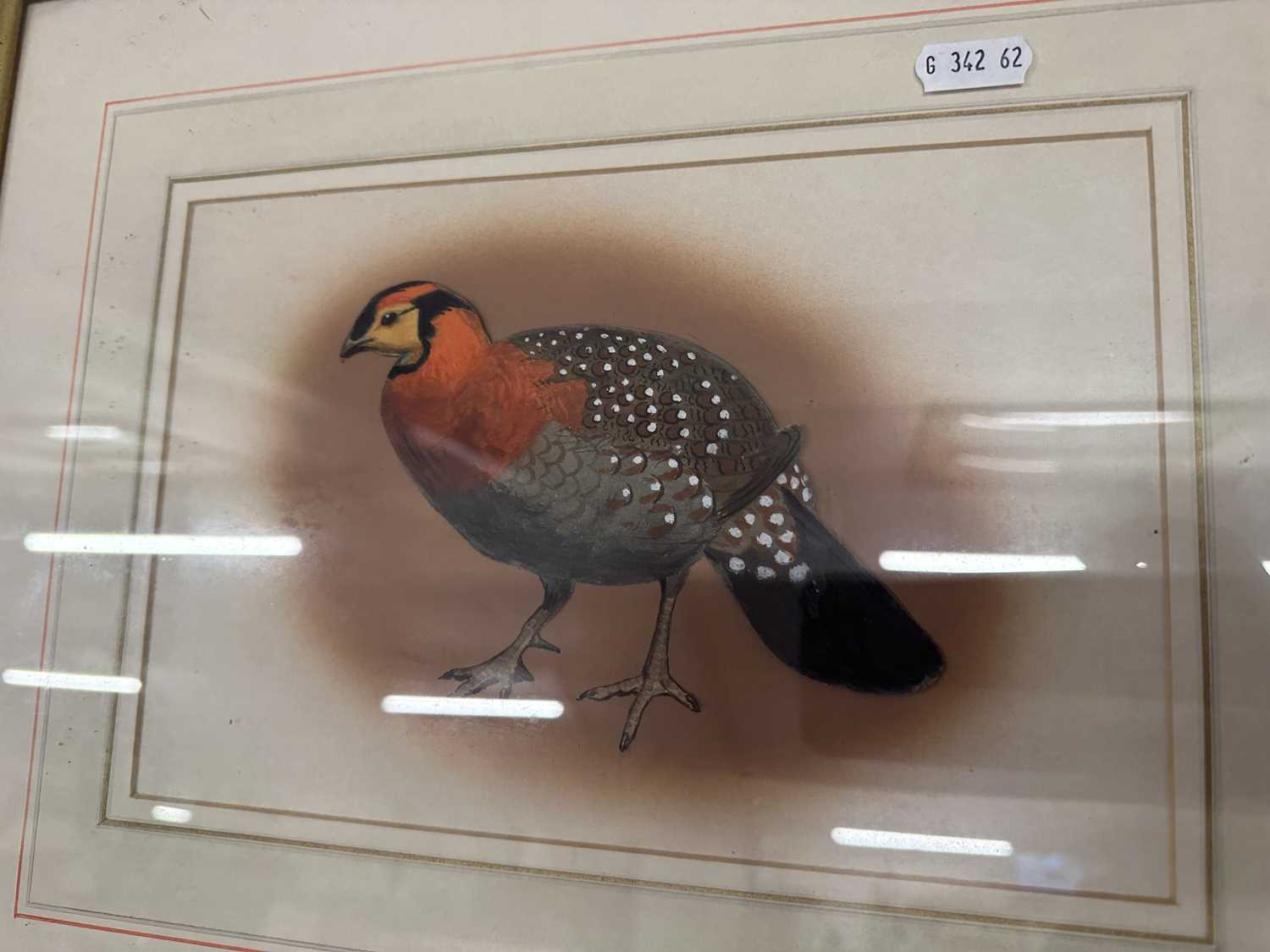 J C Harrison, study of Blyths Tragopan, framed and glazed