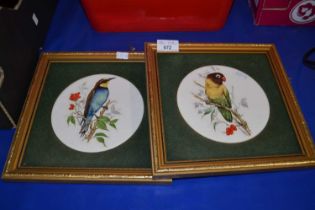 Two round bird prints, framed