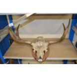 Partial deer skull and antlers