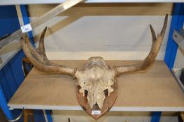 Partial deer skull and antlers