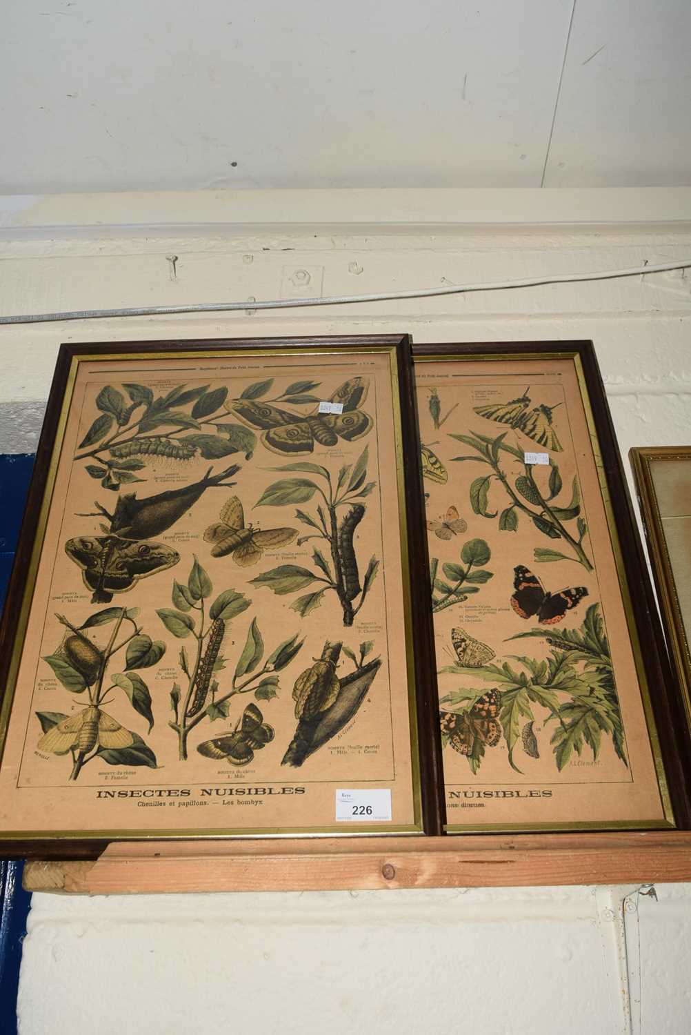 Two French insect prints, framed