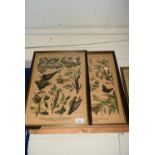 Two French insect prints, framed