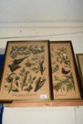 Two French insect prints, framed
