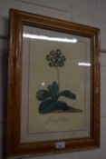 A maple framed print The Glory of Chilton